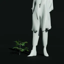 Gumbo Limbo Seedling Var