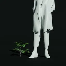 Gumbo Limbo Seedling Var