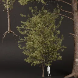 SJ-Realistic Conifer Pine