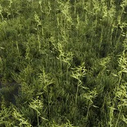 Grass Generic Large Oats