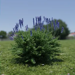 Realistic Lavender 3D model with vibrant flowers and detailed foliage, suitable for Blender rendering.
