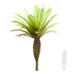 Palma Phoenix Canariensis Small