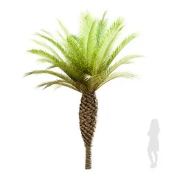 Palma Phoenix Canariensis Small