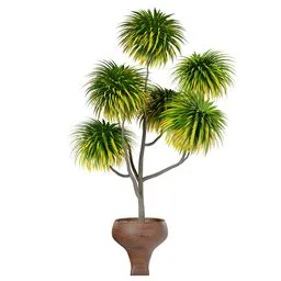 Cabbage Palm