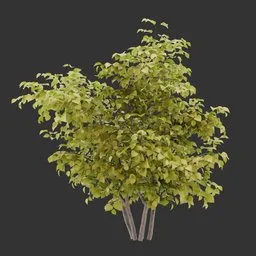 Bush Autumn Plant