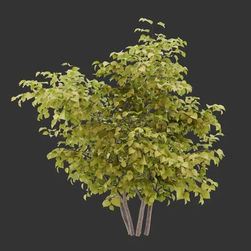 Bush Autumn Plant