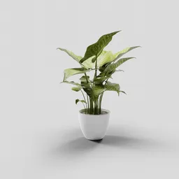 Highly detailed Dieffenbachia 3D model in a white pot, perfect for Blender indoor nature scenes.