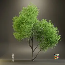 European Maple Acer Campreste