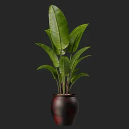 Plant