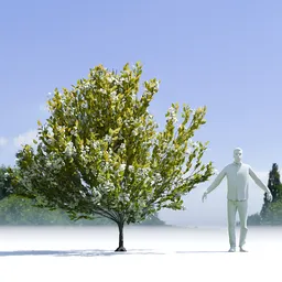 Tree Orange Choisaya