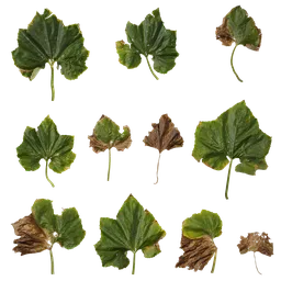 Benincasa hispida Leaf