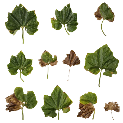 Benincasa hispida Leaf