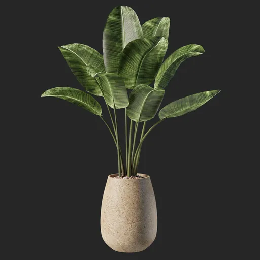 Plant