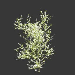 Spring Cherry Blossom
