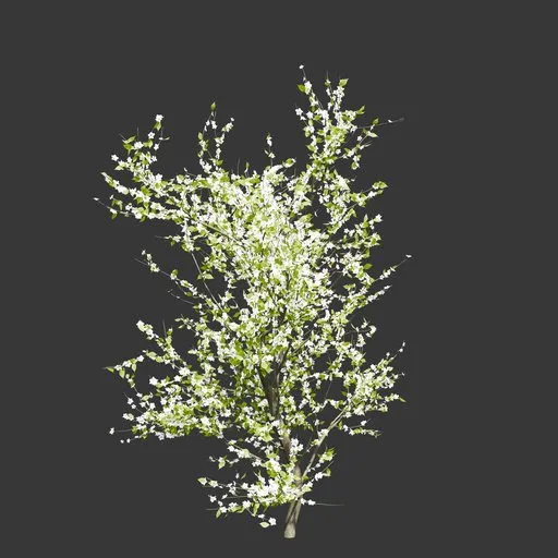 Spring Cherry Blossom