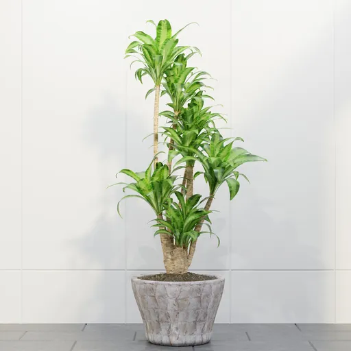 Dracaena Fragrans Potted Plant