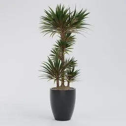 Modern Dracaena Marginata Floor Plant