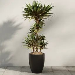 Modern Dracaena Marginata Floor Plant