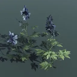 Plant Larkspur Small