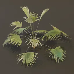 Fan Palm Sparce