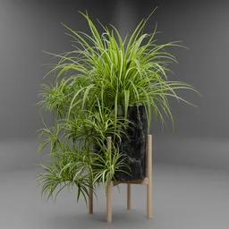 Chlorophytum comosum