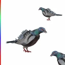 Pigeon animated
