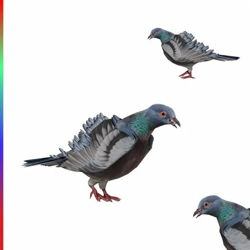 Pigeon animated