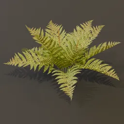 Cinnamon Fern