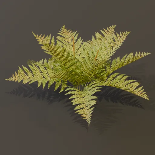 Cinnamon Fern