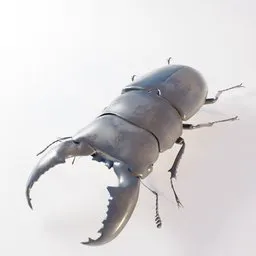 "3D model of Dorcus titanus, an insect, created using Blender 3D software. This concept art model features a metal bug sitting on a white surface, with influences from artist Haruhiko Mikimoto and a touch of hyper control-realism. Inspired by Julio Larraz, this unique model is perfect for Blender 3D enthusiasts and character designers."