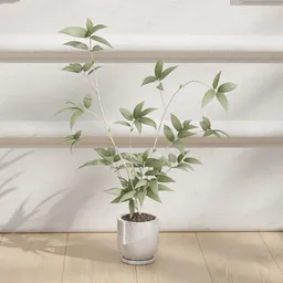 Green Plant in Marble Pot