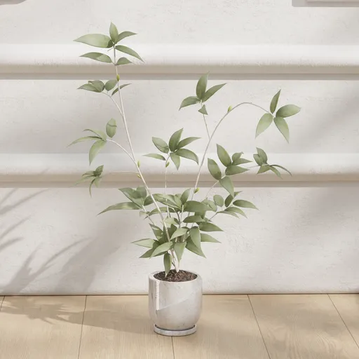 Green Plant in Marble Pot