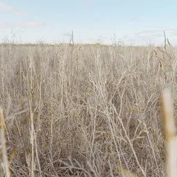 Realistic dry grass 3D model optimized for Blender, suitable for game environments and diverse scenes.