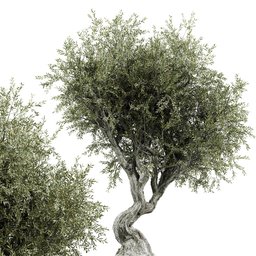 Olive  tree 01