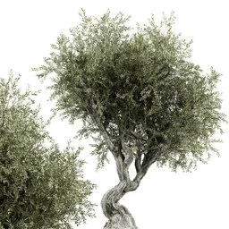 "3D model of an olive tree, complete with gnarled, detailed body and verdant topiary, modeled in Blender 3D. Standing at 9 meters, this PBR mtl tree boasts over 1 million polygons for added realism. Perfect for adding natural beauty to any digital landscape."