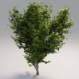 Detailed 3D model of a fruiting blueberry tree with realistic leaves and berries, compatible with Blender's Eevee and Cycles renderers.