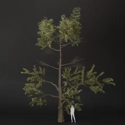 SJ-Bright Horizon Forest Pine