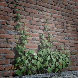3D ivy model climbing brick wall, high-quality textures, for Blender, suitable for game environments and realistic scenes.