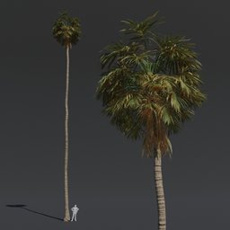 "High-quality Tree Fan Palm 3D model with PBR textures and materials, perfect for cinematic rendering in Blender 3D. This detailed model features thin, expansive trees reaching over 1km tall, creating a stunning visual effect. Ideal for any 3D artist or designer looking to enhance their project's realism."