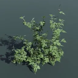 Detailed 3D raspberry plant model, ideal for architectural visualization and gaming, compatible with Blender.