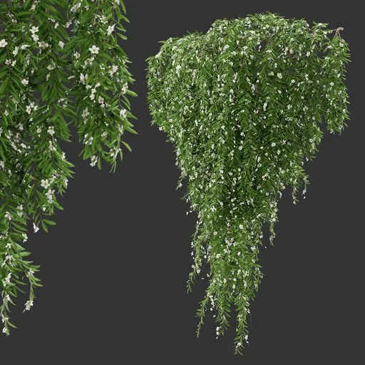 Flowering Wall Hanging Plant