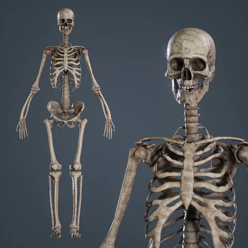 Realistic skeleton Rigged Game Ready