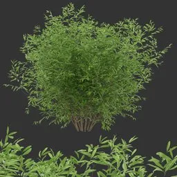 Simple Bush Plant