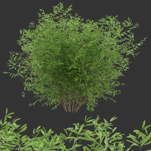 Simple Bush Plant