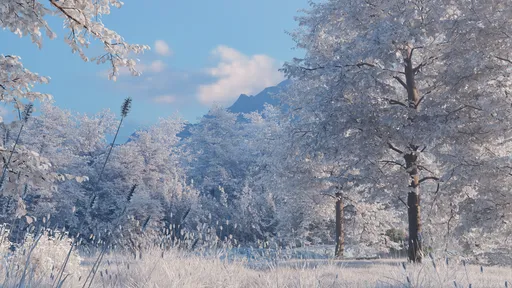Winter Frost Woodland Landscape