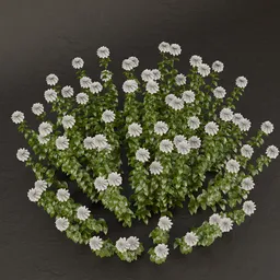 SJ-Ethereal Blossom Shrub