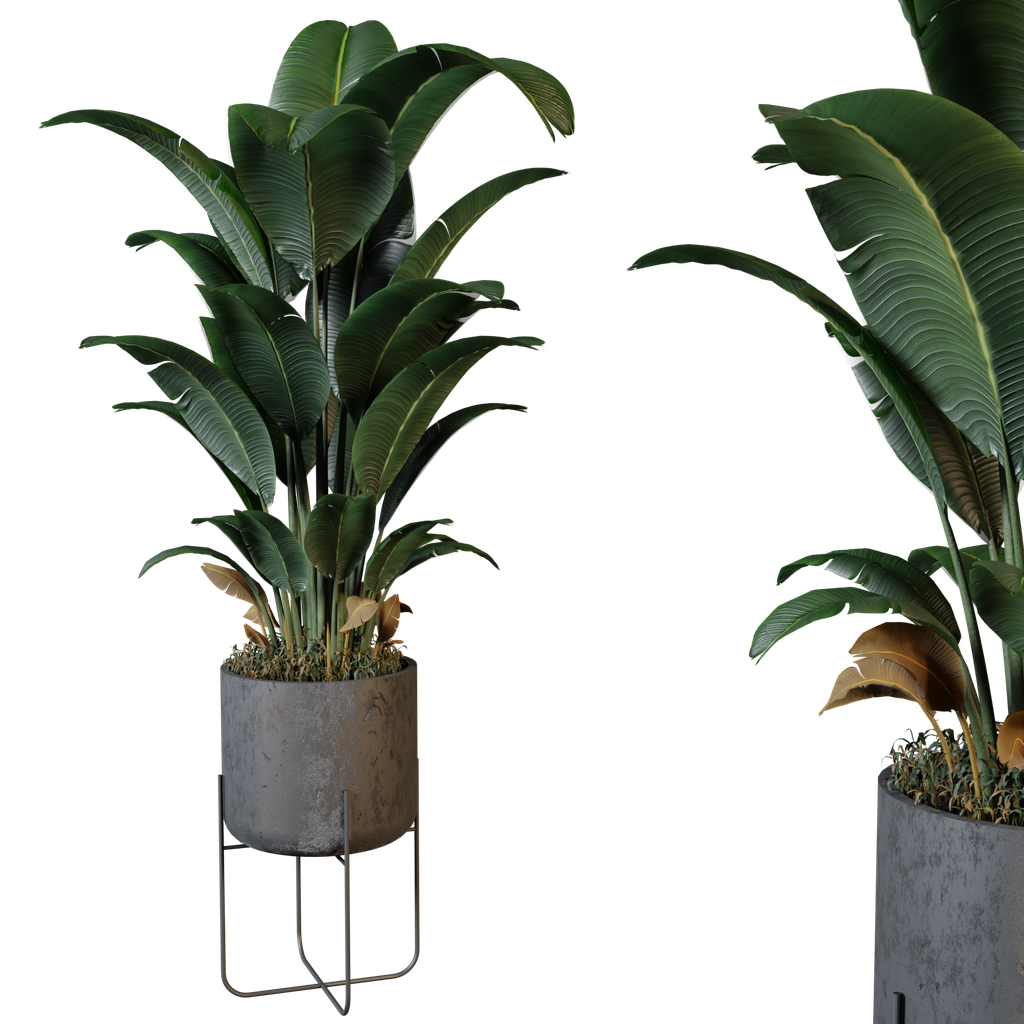 Plant 3D Indoor models BlenderKit