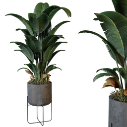 Plant 4 from *vip collection*
