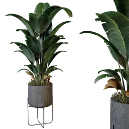 Plant 4 from *vip collection*