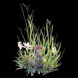 Garden and Yard Plants